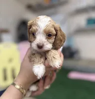 Cinnamon, a female Cockapoo for sale in Spring, TX – 3 of 4