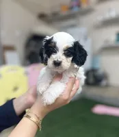 Masked Boy, a male Cockapoo for sale in Spring, TX – 3 of 5