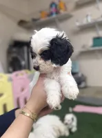 Masked Boy, a male Cockapoo for sale in Spring, TX – 4 of 5