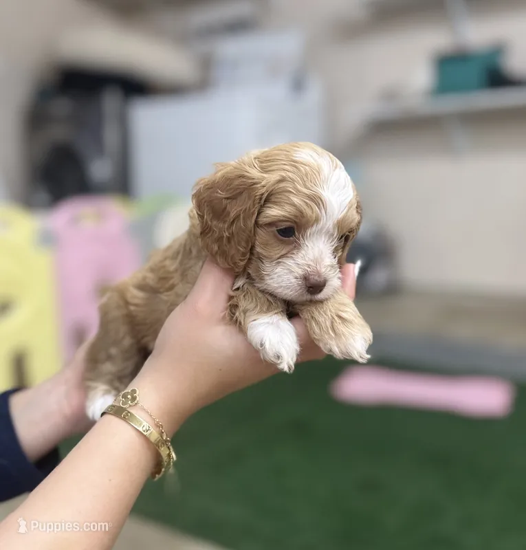 Cinnamon – Cockapoo puppy for sale in Spring, TX