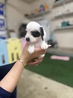 Bandit , a male Cockapoo for sale in Spring, TX – 5 of 5