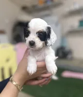 Bandit , a male Cockapoo for sale in Spring, TX – 4 of 5