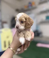 Cinnamon, a female Cockapoo for sale in Spring, TX – 4 of 4