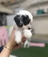 Masked Boy, a male Cockapoo for sale in Spring, TX – 5 of 5