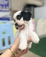 Masked Boy, a male Cockapoo for sale in Spring, TX – 1 of 5
