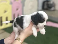 Bandit , a male Cockapoo for sale in Spring, TX – 2 of 5