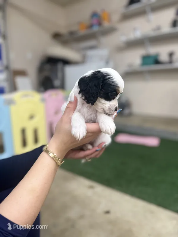 Bandit  – Cockapoo puppy for sale in Spring, TX