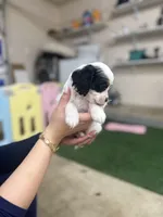 Bandit , a male Cockapoo for sale in Spring, TX – 1 of 5