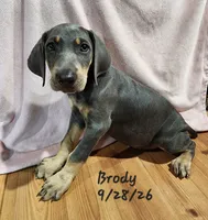 Brody, a male Weimaraner for sale in Nacogdoches, TX – 5 of 6