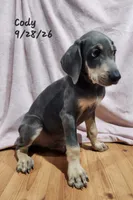 Cody, a male Weimaraner for sale in Nacogdoches, TX – 2 of 9