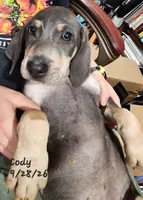 Cody, a male Weimaraner for sale in Nacogdoches, TX – 4 of 9
