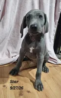 Star , a female Weimaraner for sale in Nacogdoches, TX – 5 of 6