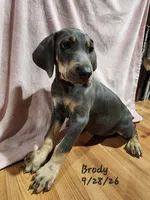 Brody, a male Weimaraner for sale in Nacogdoches, TX – 4 of 6