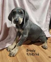 Brody, a male Weimaraner for sale in Nacogdoches, TX – 3 of 6