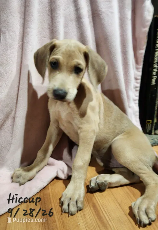 Hiccup – Weimaraner puppy for sale in Nacogdoches, TX