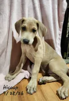 Hiccup, a male Weimaraner for sale in Nacogdoches, TX – 1 of 8