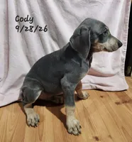Cody, a male Weimaraner for sale in Nacogdoches, TX – 8 of 9