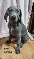 Star , a female Weimaraner for sale in Nacogdoches, TX – 3 of 6
