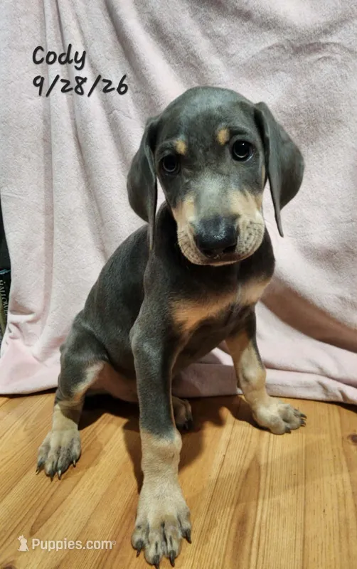 Cody – Weimaraner puppy for sale in Nacogdoches, TX