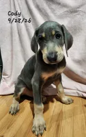 Cody, a male Weimaraner for sale in Nacogdoches, TX – 1 of 9