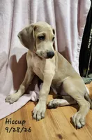 Hiccup, a male Weimaraner for sale in Nacogdoches, TX – 3 of 8