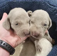 Kit, a female Weimaraner for sale in Nacogdoches, TX – 3 of 3