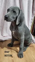 Star , a female Weimaraner for sale in Nacogdoches, TX – 2 of 6