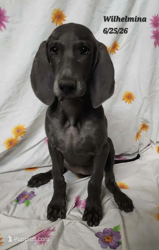 Wilhelmina  – Weimaraner puppy for sale in Nacogdoches, TX