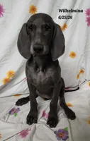 Wilhelmina , a female Weimaraner for sale in Nacogdoches, TX – 1 of 5