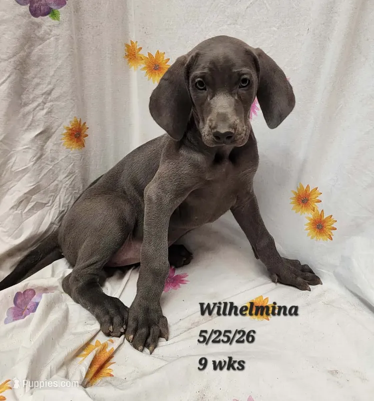 Wilhelmina  – Weimaraner puppy for sale in Nacogdoches, TX
