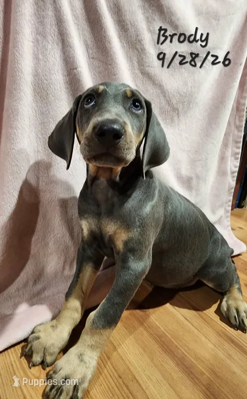Brody – Weimaraner puppy for sale in Nacogdoches, TX