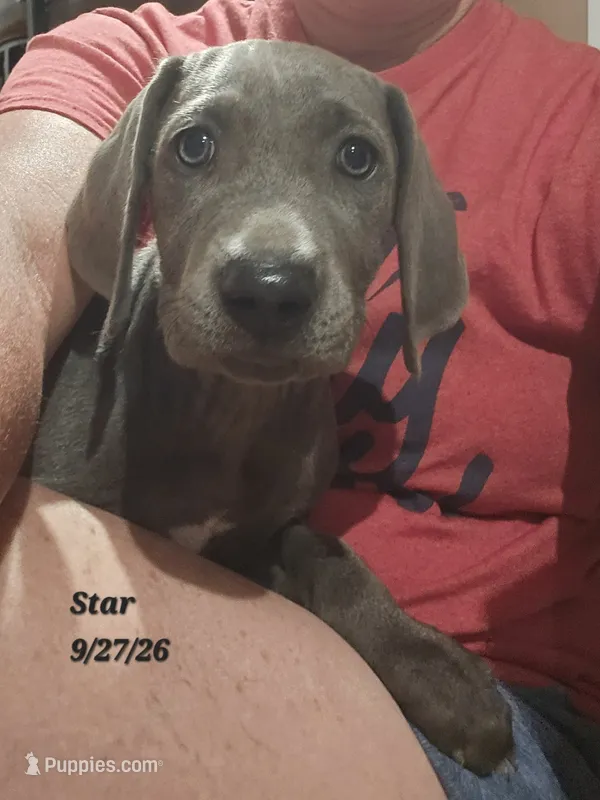 Star  – Weimaraner puppy for sale in Nacogdoches, TX