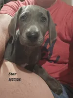 Star , a female Weimaraner for sale in Nacogdoches, TX – 1 of 6