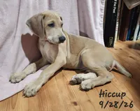 Hiccup, a male Weimaraner for sale in Nacogdoches, TX – 7 of 8