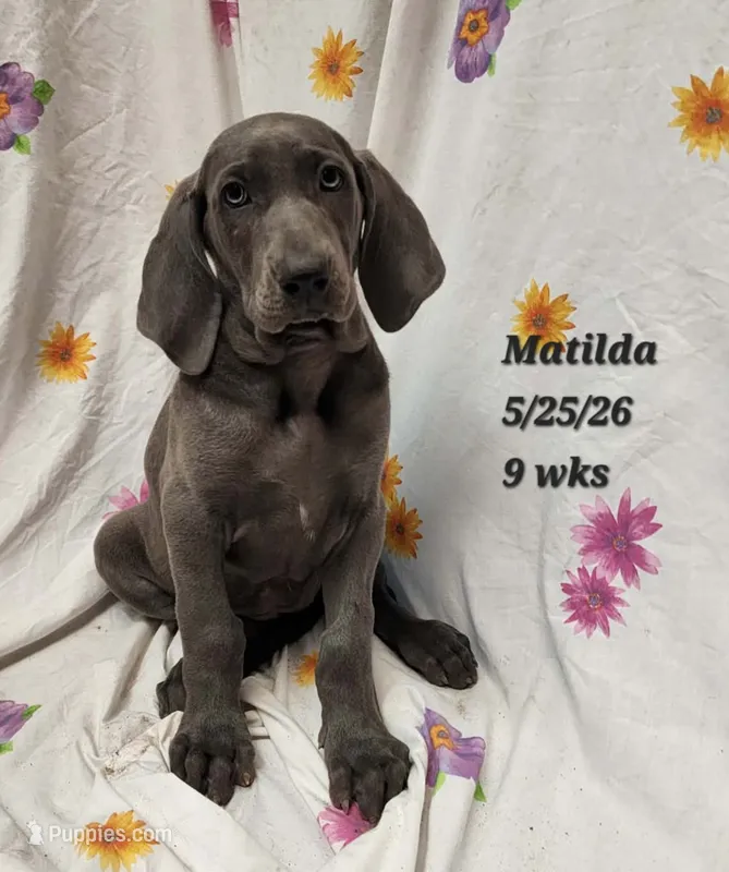 Matilda – Weimaraner puppy for sale in Nacogdoches, TX