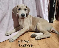 Hiccup, a male Weimaraner for sale in Nacogdoches, TX – 6 of 8