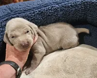 Kit, a female Weimaraner for sale in Nacogdoches, TX – 1 of 3