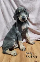 Cody, a male Weimaraner for sale in Nacogdoches, TX – 6 of 9