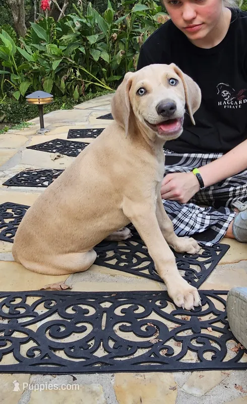 Hiccup – Weimaraner puppy for sale in Nacogdoches, TX