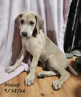 Hiccup, a male Weimaraner for sale in Nacogdoches, TX – 5 of 8