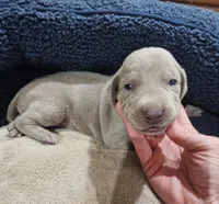 Kit, a female Weimaraner for sale in Nacogdoches, TX – 2 of 3