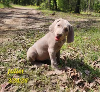 Juliet, a female Weimaraner for sale in Nacogdoches, TX – Photo 2 of 2
