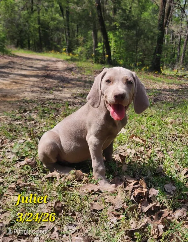 Juliet – Weimaraner puppy for sale in Nacogdoches, TX