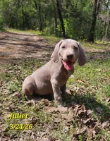 Juliet, a female Weimaraner for sale in Nacogdoches, TX – Photo 1 of 2