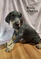 Brody, a male Weimaraner for sale in Nacogdoches, TX – 2 of 6