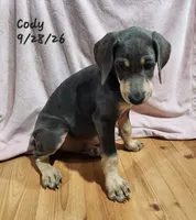 Cody, a male Weimaraner for sale in Nacogdoches, TX – 3 of 9