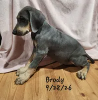 Brody, a male Weimaraner for sale in Nacogdoches, TX – 6 of 6
