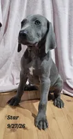 Star , a female Weimaraner for sale in Nacogdoches, TX – 4 of 6