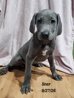 Star , a female Weimaraner for sale in Nacogdoches, TX – 6 of 6