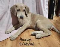 Hiccup, a male Weimaraner for sale in Nacogdoches, TX – 8 of 8